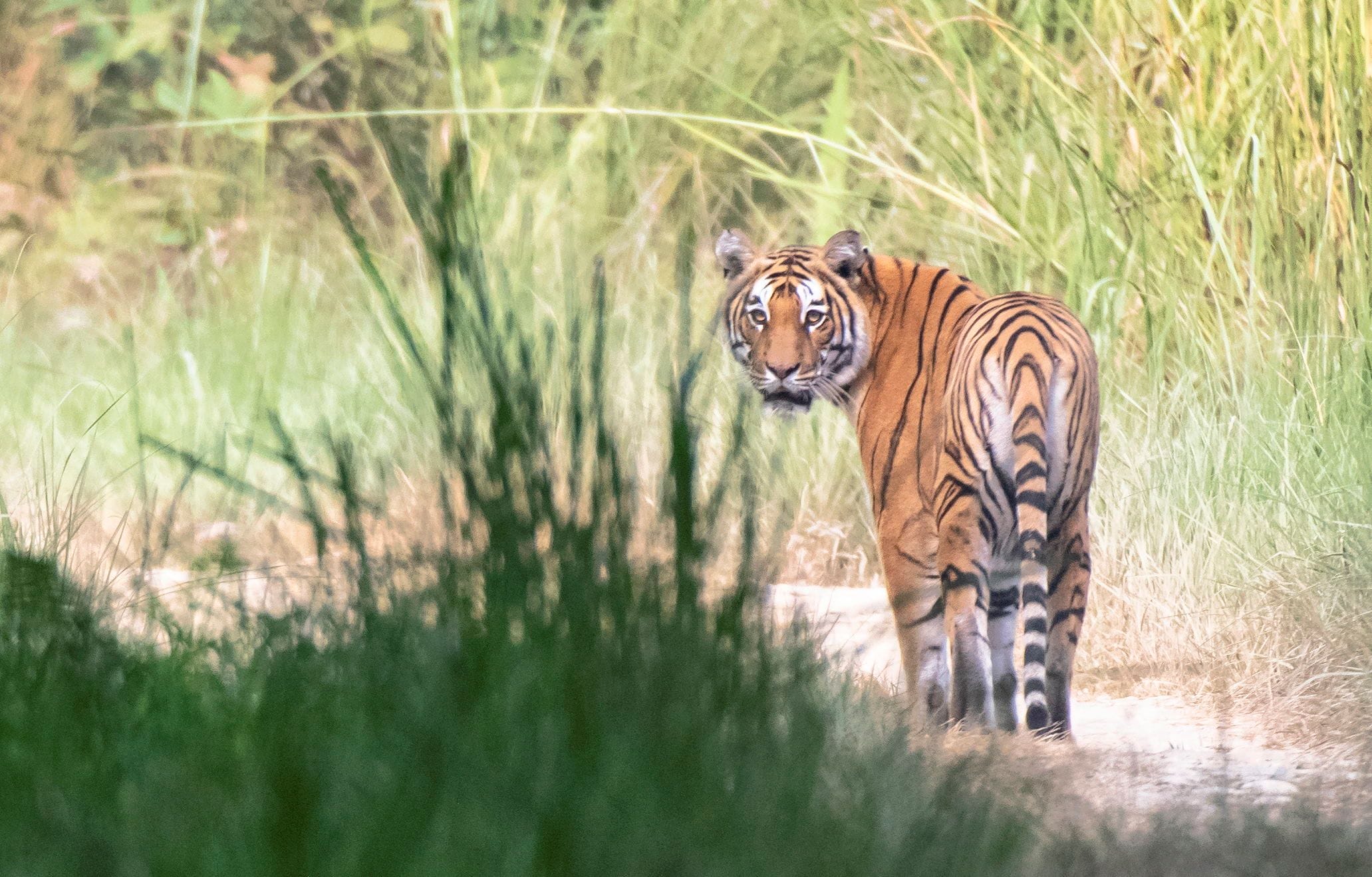 Tiger Tops Karnali Lodge – Bardiya